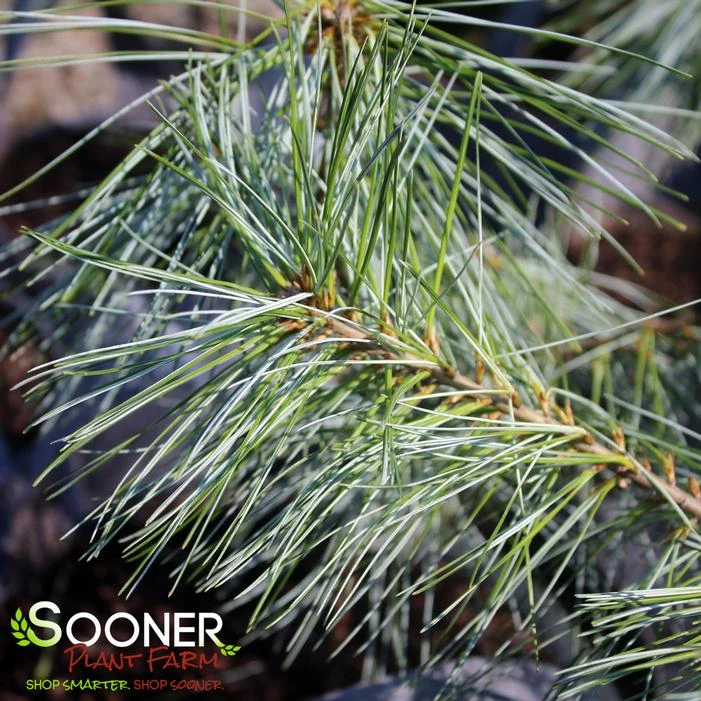 WHITE MOUNTAIN EASTERN WHITE PINE 4 WHITE MOUNTAIN EASTERN WHITE PINE - Image 2