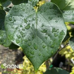 WHITE CHINESE REDBUD -NatureScape Shop DETA2 4777