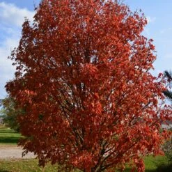 LAVABURST® OHIO BUCKEYE 8 LAVABURST® OHIO BUCKEYE -NatureScape Shop DETA2 4788