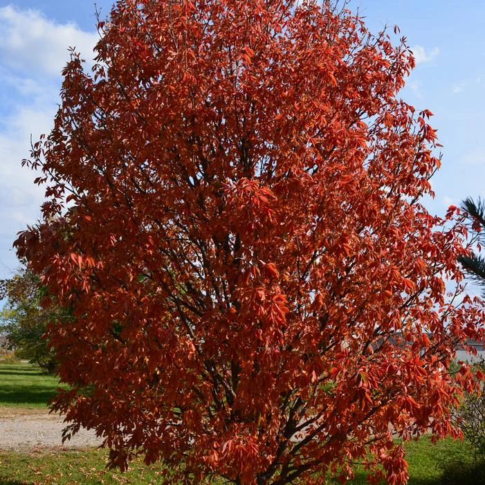 LAVABURST® OHIO BUCKEYE 5 LAVABURST® OHIO BUCKEYE - Image 3