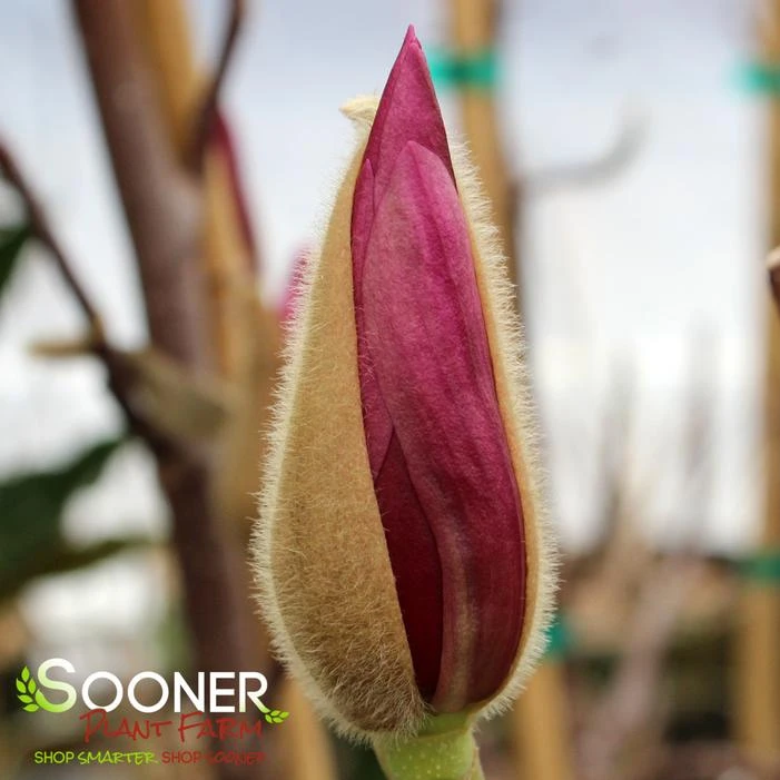 GALAXY MAGNOLIA 4 GALAXY MAGNOLIA - Image 2