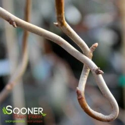 ZYDECO TWIST BLACKGUM 8 ZYDECO TWIST BLACKGUM -NatureScape Shop DETA2 4799