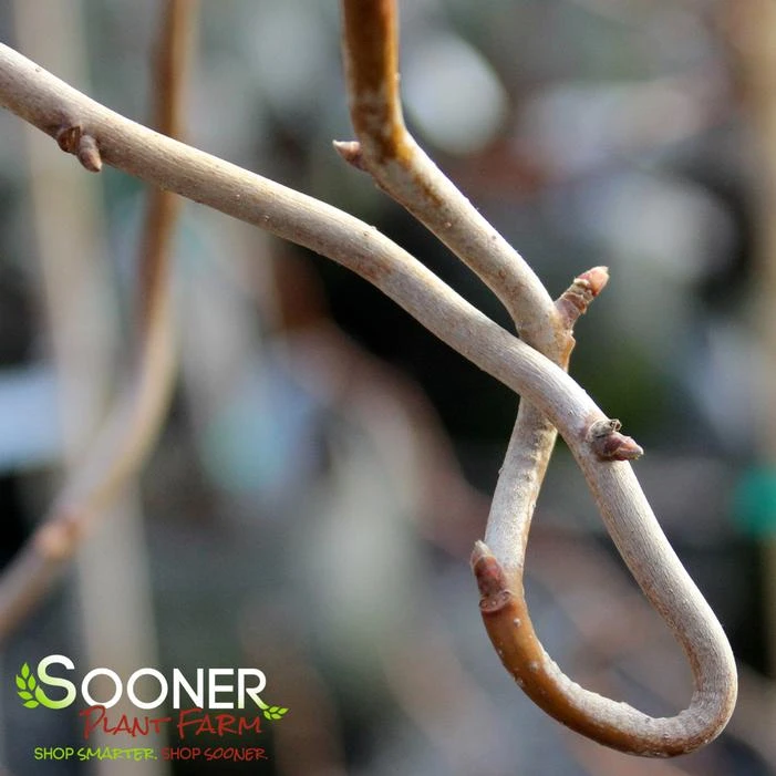 ZYDECO TWIST BLACKGUM 5 ZYDECO TWIST BLACKGUM - Image 3