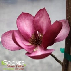 TINKERBELLE MAGNOLIA -NatureScape Shop DETA2 4801