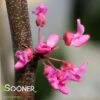 TENNESSEE PINK REDBUD -NatureScape Shop DETA2 4802