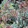 TRES AMIGOS® ABELIA -NatureScape Shop DETA2 4827