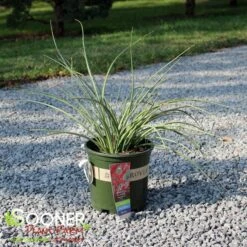 BRAKELIGHTS® RED YUCCA -NatureScape Shop DETA2 5002