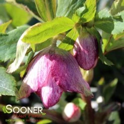 WEDDING PARTY® BLUSHING BRIDESMAID LENTEN ROSE