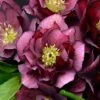 WEDDING PARTY® TRUE LOVE LENTEN ROSE -NatureScape Shop DETA2 5067