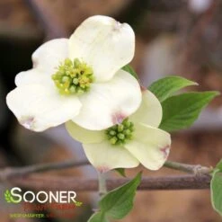 CLOUD 9 DOGWOOD 8 CLOUD 9 DOGWOOD -NatureScape Shop DETA2 5097