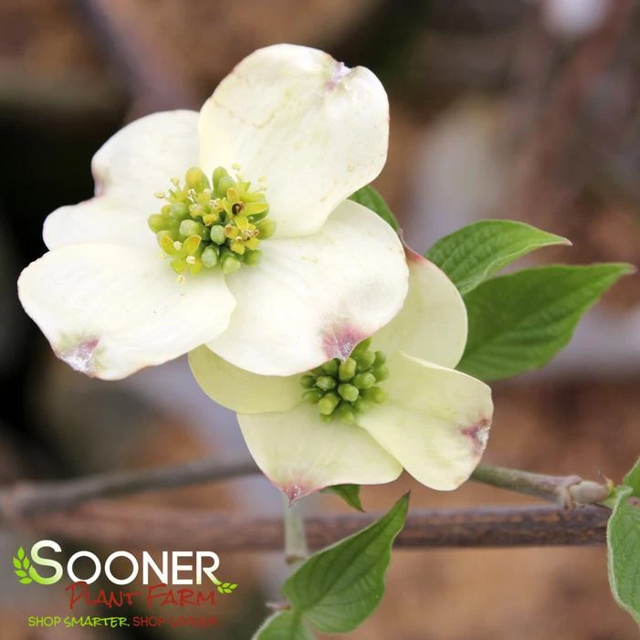 CLOUD 9 DOGWOOD 5 CLOUD 9 DOGWOOD - Image 3