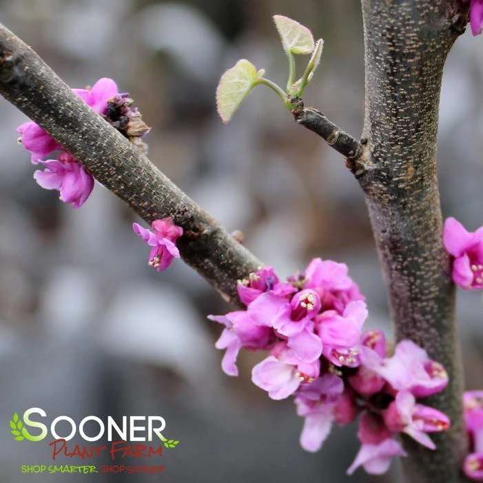 LITTLE WOODY REDBUD 4 LITTLE WOODY REDBUD - Image 2