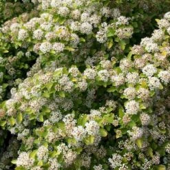 RASPBERRY LEMONADE™ NINEBARK -NatureScape Shop DETA2 5115