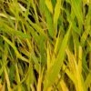 BENI KAZE JAPANESE FOREST GRASS -NatureScape Shop DETA2 5163
