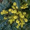 MARVEL MAHONIA 1 MARVEL MAHONIA -NatureScape Shop DETA2 5185