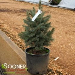 COLORADO BLUE SPRUCE 7 COLORADO BLUE SPRUCE -NatureScape Shop DETA2 5186