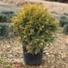 GOLDEN GLOBE ARBORVITAE 1 GOLDEN GLOBE ARBORVITAE -NatureScape Shop DETA2 5189