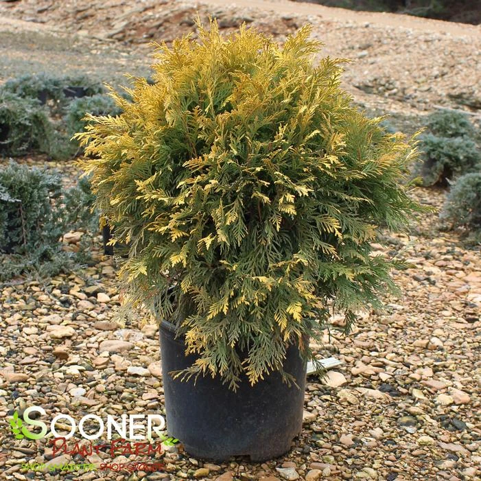 GOLDEN GLOBE ARBORVITAE 3 GOLDEN GLOBE ARBORVITAE