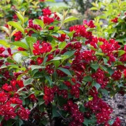 MAROON SWOON™ WEIGELA -NatureScape Shop DETA2 5198