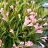 PEACH KISSES™ WEIGELA 2 PEACH KISSES™ WEIGELA -NatureScape Shop DETA2 5199