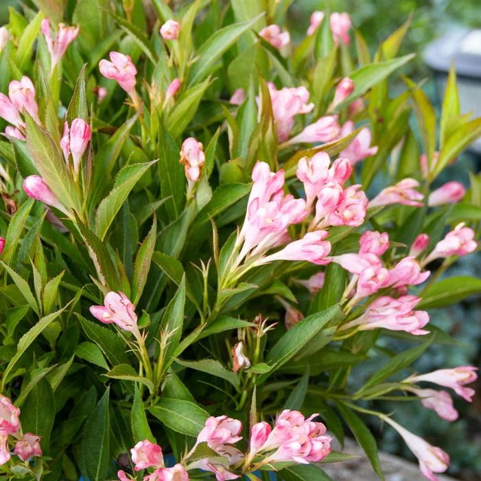 PEACH KISSES™ WEIGELA 3 PEACH KISSES™ WEIGELA