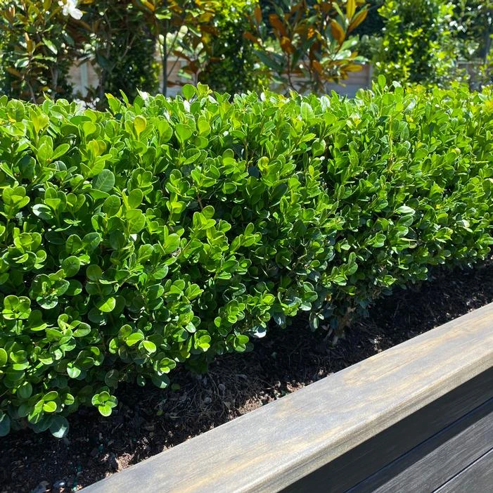 NEWGEN® FREEDOM™ BOXWOOD 3 NEWGEN® FREEDOM™ BOXWOOD
