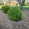 NEWGEN® INDEPENDENCE™ BOXWOOD 2 NEWGEN® INDEPENDENCE™ BOXWOOD -NatureScape Shop DETA2 5225