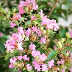 GREATMYRTLE™ COTTON CANDY CRAPEMYRTLE 7 GREATMYRTLE™ COTTON CANDY CRAPEMYRTLE -NatureScape Shop DETA2 5238