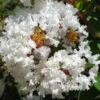 GREATMYRTLE™ FRENCH VANILLA CRAPEMYRTLE -NatureScape Shop DETA2 5239