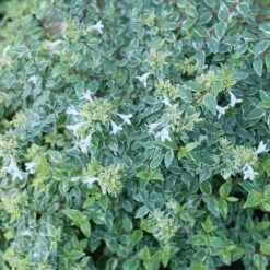 MUCHO GUSTO™ ABELIA -NatureScape Shop DETA2 5264