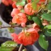 O YASHIMA FLOWERING QUINCE -NatureScape Shop DETA2 5271
