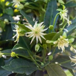 STAR FLOWER ORION™ ILLICIUM 7 STAR FLOWER ORION™ ILLICIUM -NatureScape Shop DETA2 5273