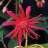 STAR FLOWER SCORPIO™ ILLICIUM