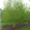 AVALANCHE™ BIRCH -NatureScape Shop DETA2 5285
