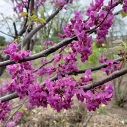 LUSCIOUS LAVENDER™ REDBUD -NatureScape Shop DETA2 5286