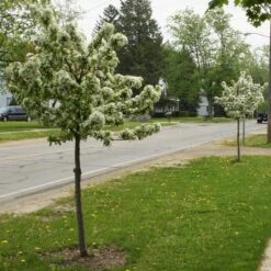 SWEET SUGAR TYME® CRABAPPLE -NatureScape Shop DETA2 5288