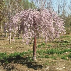 PINK SNOW SHOWERS™ WEEPING CHERRY -NatureScape Shop DETA2 5289