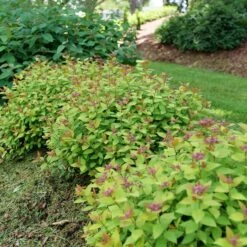 DOUBLE PLAY® DOLLY™ SPIRAEA 13 DOUBLE PLAY® DOLLY™ SPIRAEA -NatureScape Shop DETA2 5303