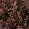 SPICY DEVIL® NINEBARK -NatureScape Shop DETA2 5356
