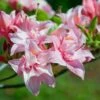ELECTRIC LIGHTS™ DOUBLE PINK DECIDUOUS AZALEA -NatureScape Shop DETA2 5357
