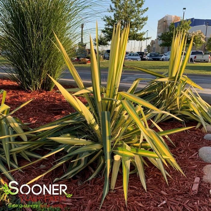 COLOR GUARD YUCCA 3 COLOR GUARD YUCCA