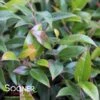 SQUIRTâ„¢ COMPACT LEUCOTHOE 1 SQUIRTâ„¢ COMPACT LEUCOTHOE -NatureScape Shop DETA2 5392
