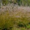 GONE WITH THE WIND PRAIRIE DROPSEED -NatureScape Shop DETA2 5400