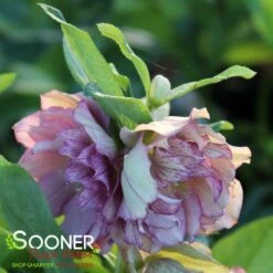 WEDDING PARTY® MAID OF HONOR LENTEN ROSE -NatureScape Shop DETA2 5405