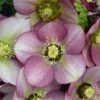 HONEYMOON® PARIS IN PINK LENTEN ROSE -NatureScape Shop DETA2 5406