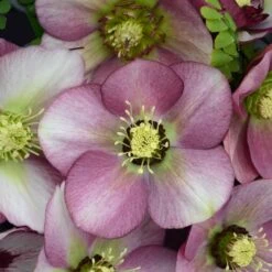 HONEYMOON® PARIS IN PINK LENTEN ROSE