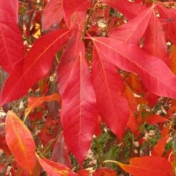 Front Page -NatureScape Shop DETA2 5455