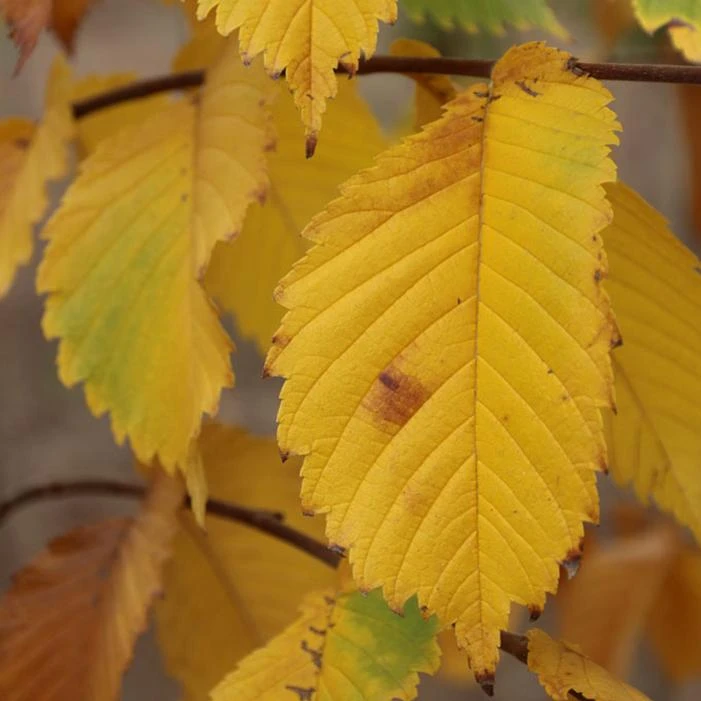 PRAIRIE EXPEDITION® AMERICAN ELM 4 PRAIRIE EXPEDITION® AMERICAN ELM - Image 2