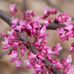 HEART'S DESIRE™ REDBUD