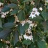 NIGHTFALL® WEEPING JAPANESE SNOWBELL